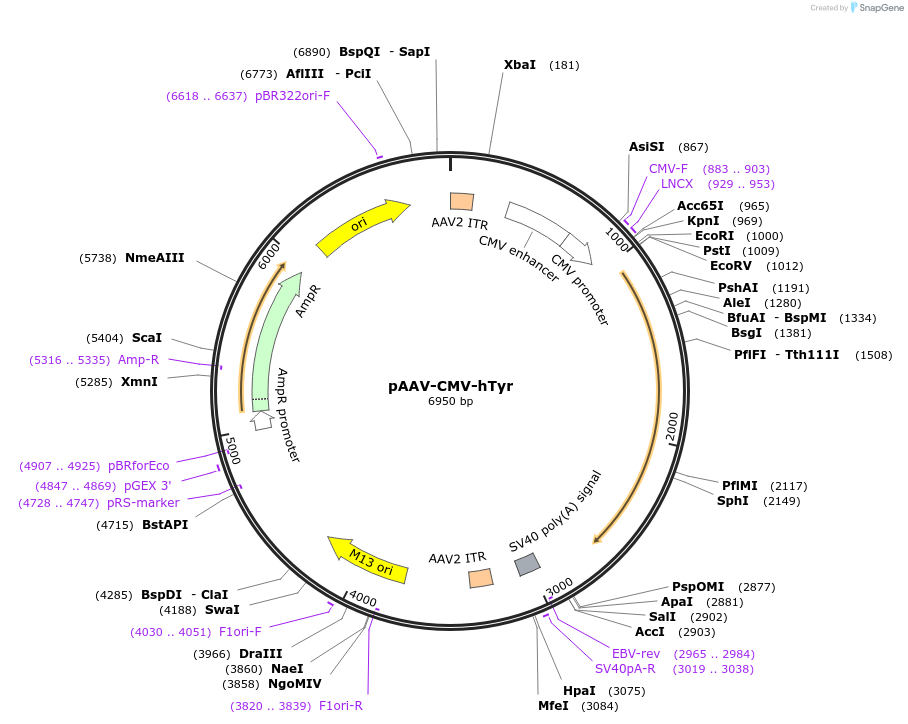 242643-plasmid-map-sequence-id-499441