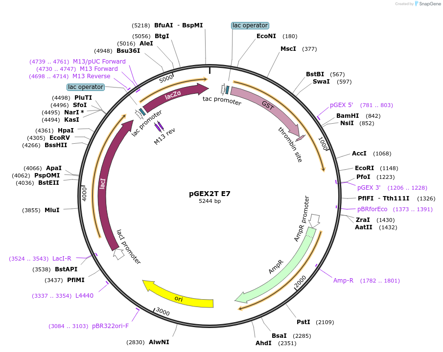 13634-plasmid-map-sequence-id-499449