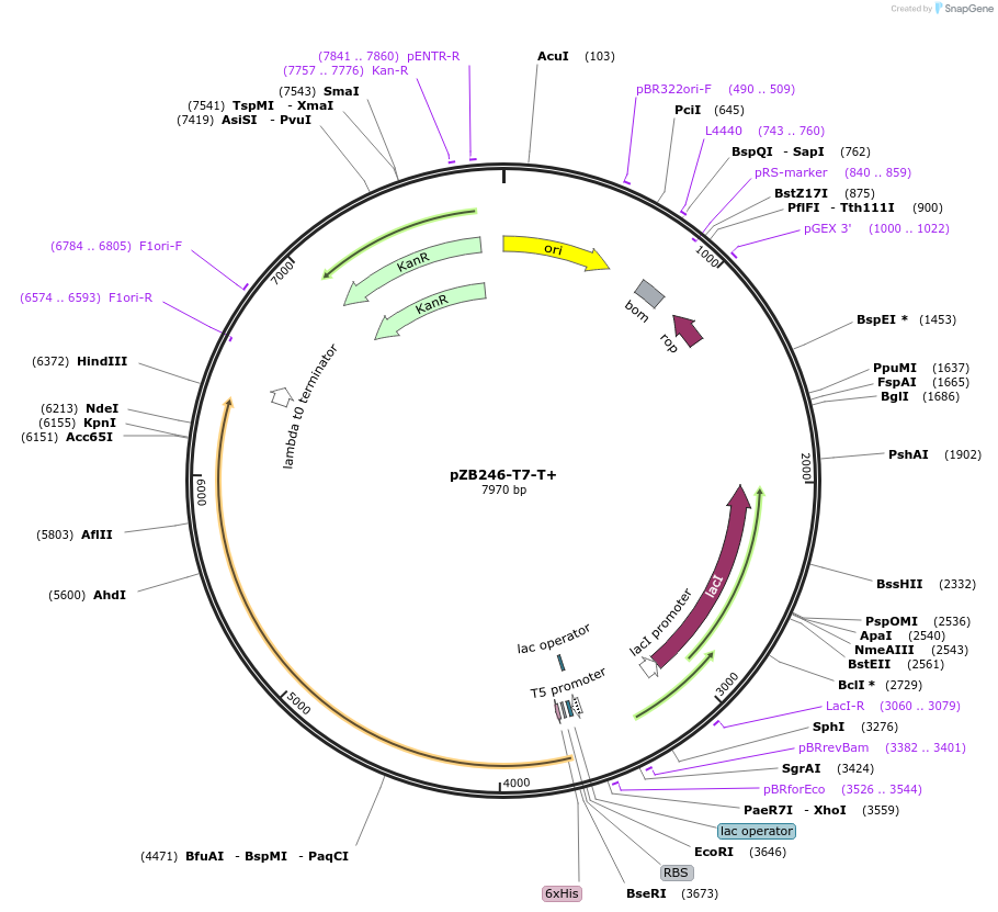 250903-plasmid-map-sequence-id-499452