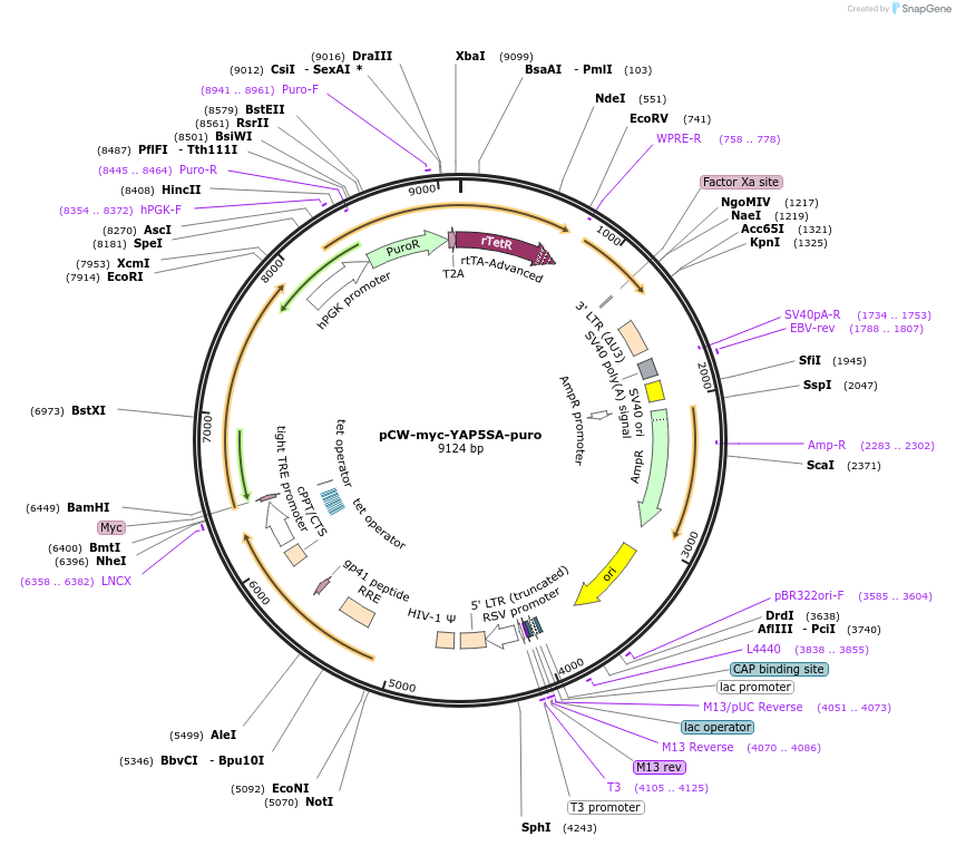 249725-plasmid-map-sequence-id-499466