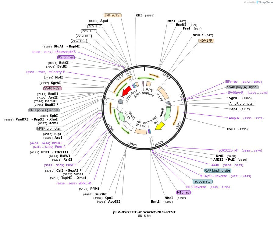 249724-plasmid-map-sequence-id-499471