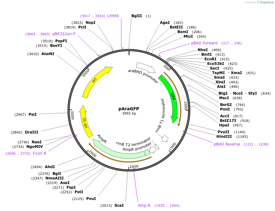 39548-plasmid-map-sequence-id-49949