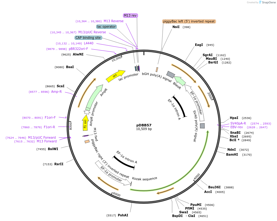 248964-plasmid-map-sequence-id-499514