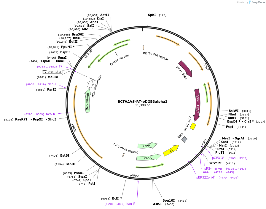 240730-plasmid-map-sequence-id-499515