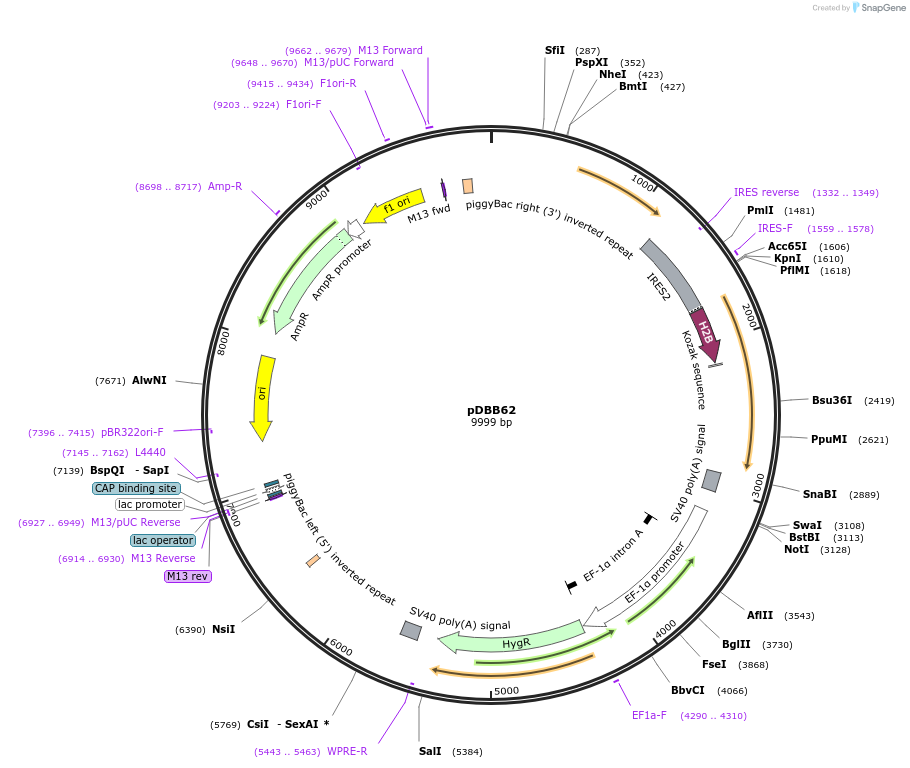 248965-plasmid-map-sequence-id-499516