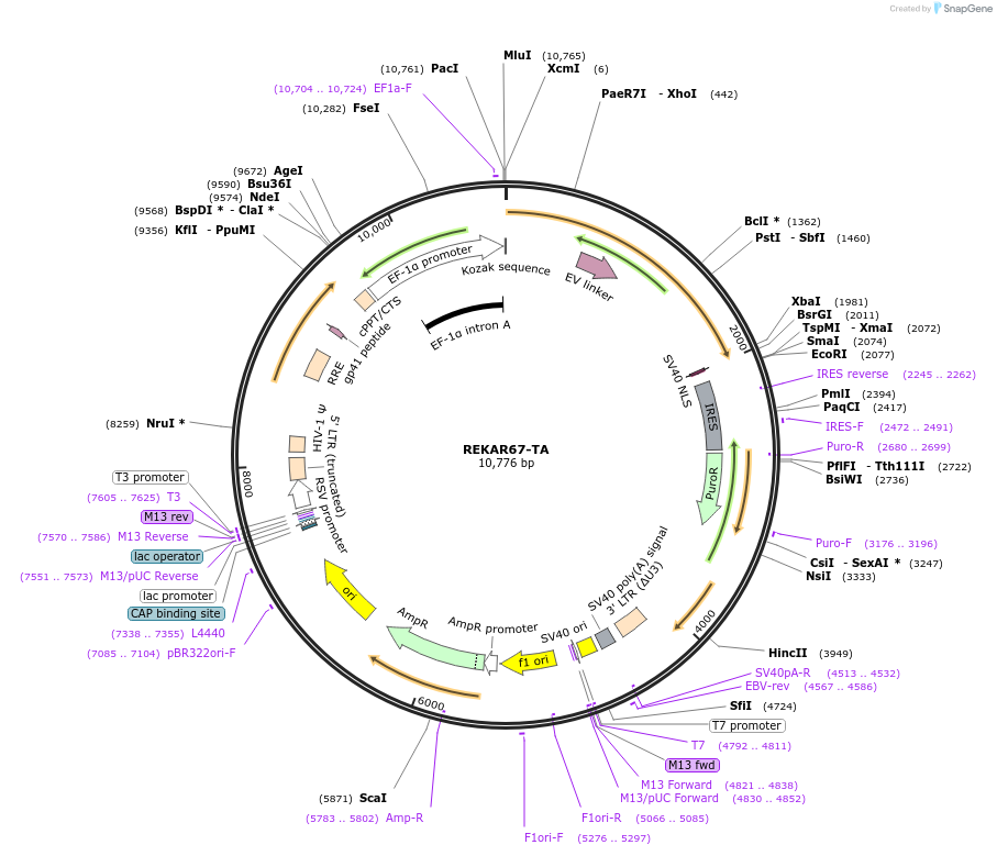 225706-plasmid-map-sequence-id-499611