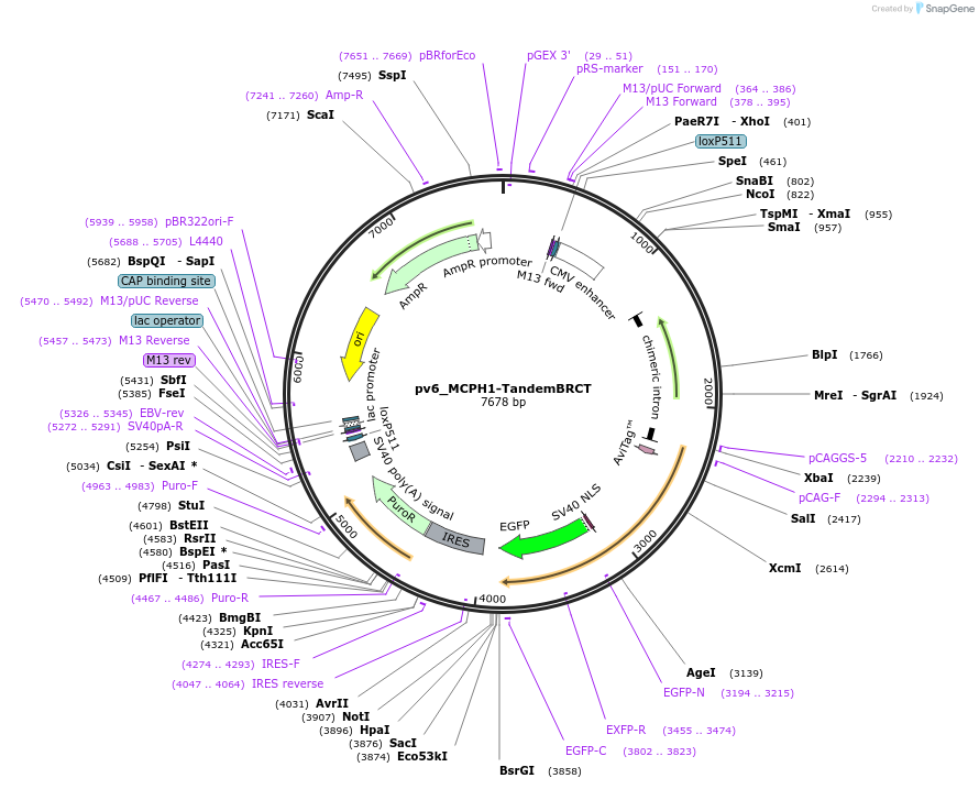 250354-plasmid-map-sequence-id-499648