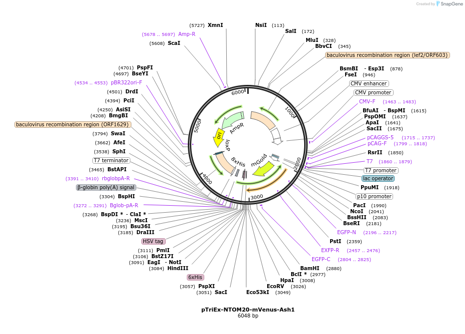 250529-plasmid-map-sequence-id-499653