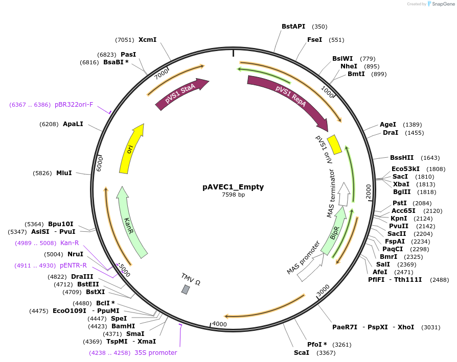 243800-plasmid-map-sequence-id-499663
