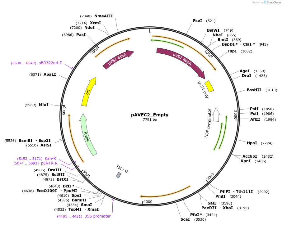 243801-plasmid-map-sequence-id-499667
