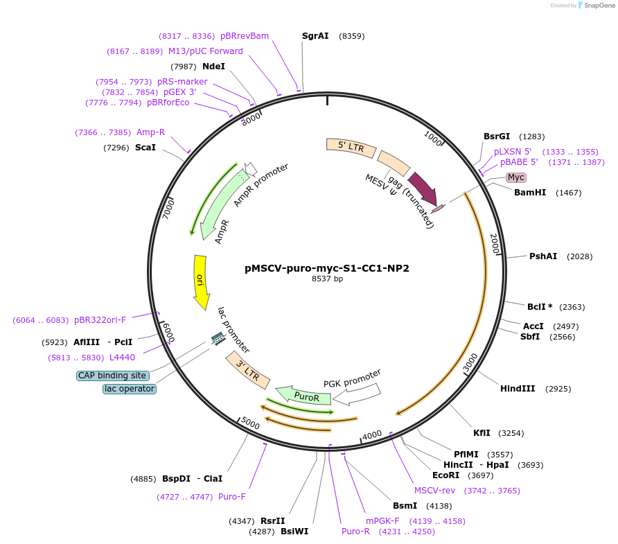 248976-plasmid-map-sequence-id-499670