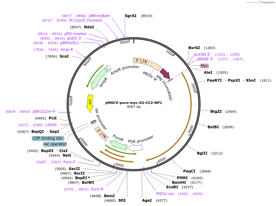 248978-plasmid-map-sequence-id-499675