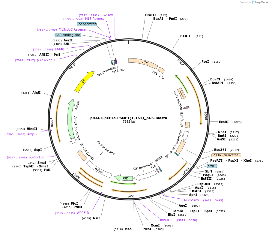 251193-plasmid-map-sequence-id-499676