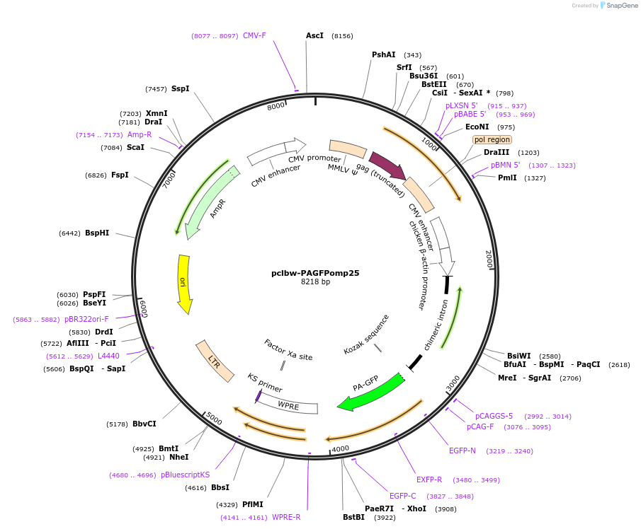 58427-plasmid-map-sequence-id-499680