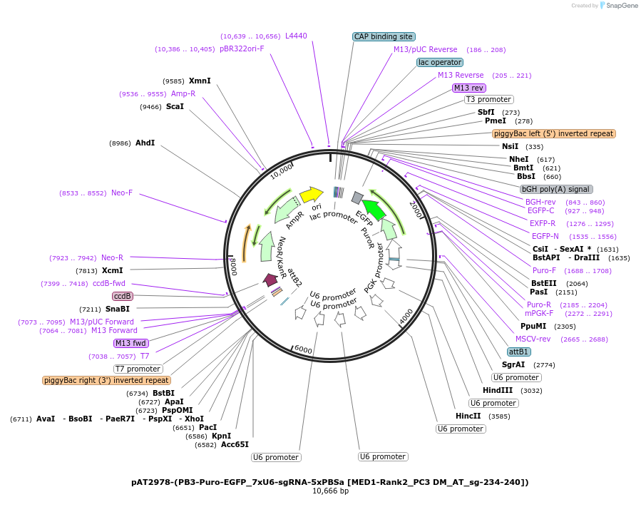 251110-plasmid-map-sequence-id-499686