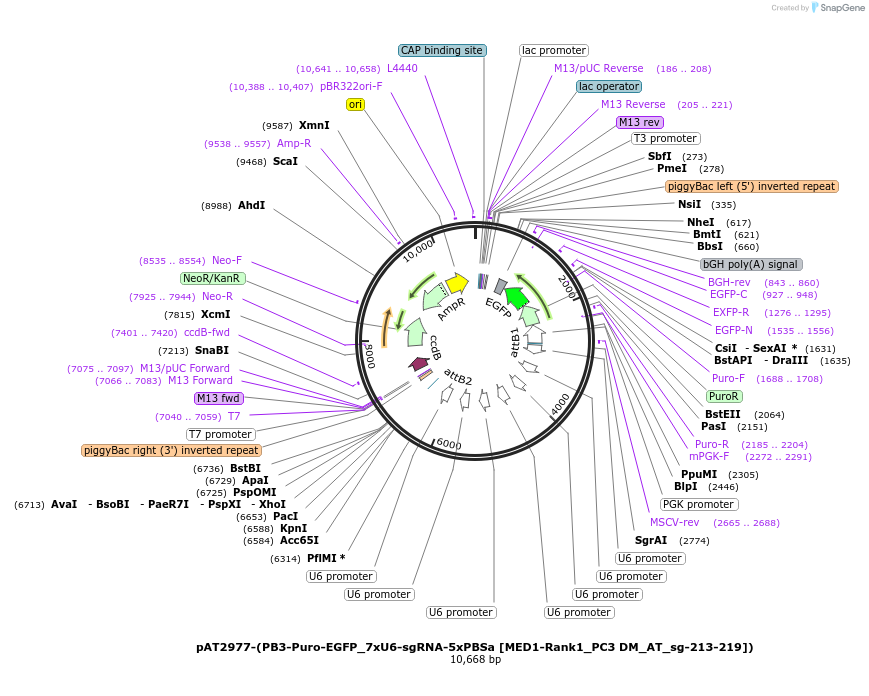 251109-plasmid-map-sequence-id-499689