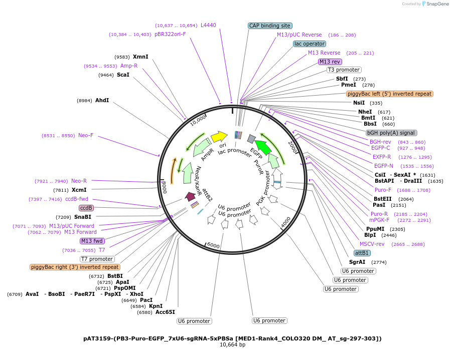 251116-plasmid-map-sequence-id-499700