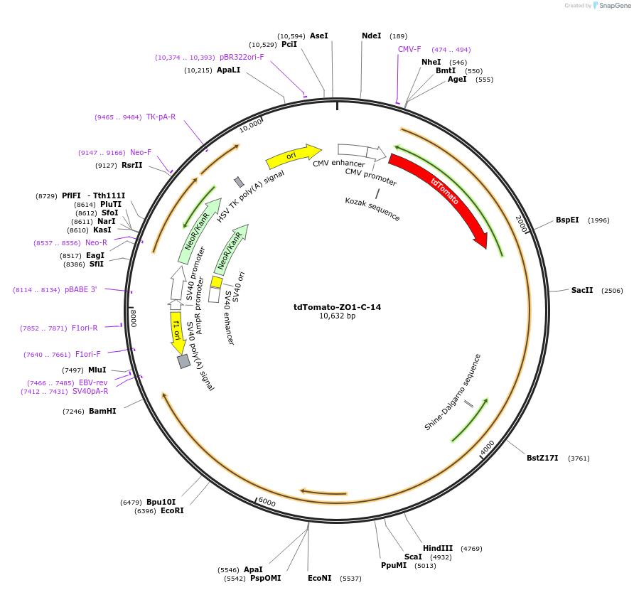 58147-plasmid-map-sequence-id-499718