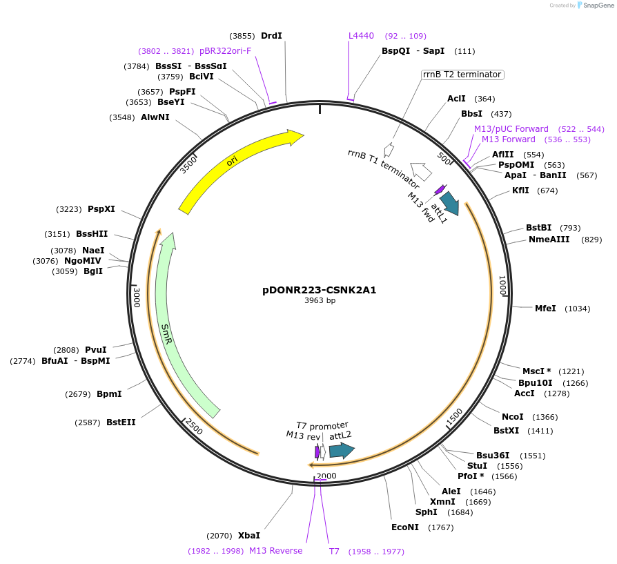 23678-plasmid-map-sequence-id-499732