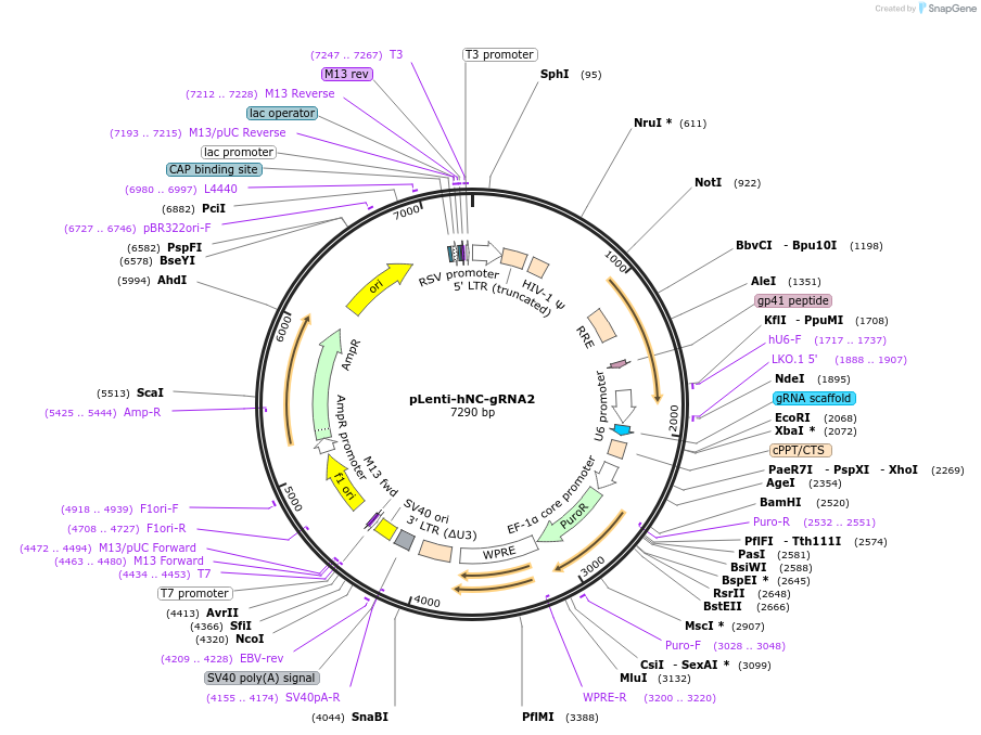 249201-plasmid-map-sequence-id-499744