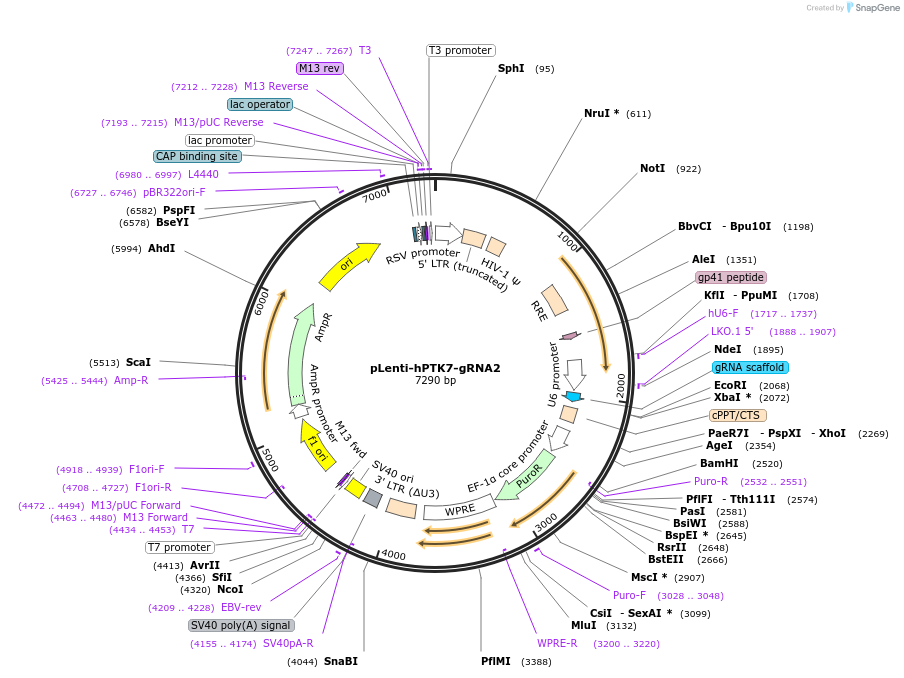 249208-plasmid-map-sequence-id-499750