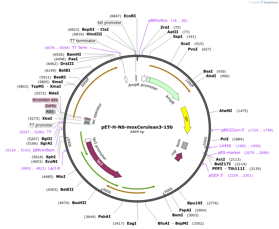 250437-plasmid-map-sequence-id-499767