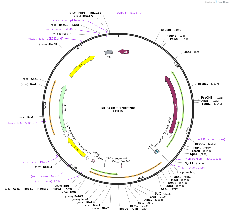 38006-plasmid-map-sequence-id-499774