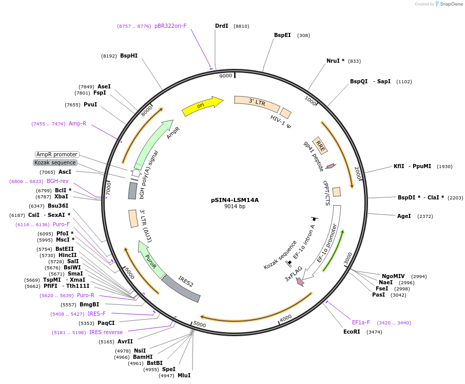 240022-plasmid-map-sequence-id-499779