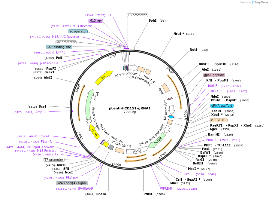 249243-plasmid-map-sequence-id-499799