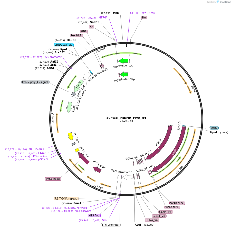 249560-plasmid-map-sequence-id-499877