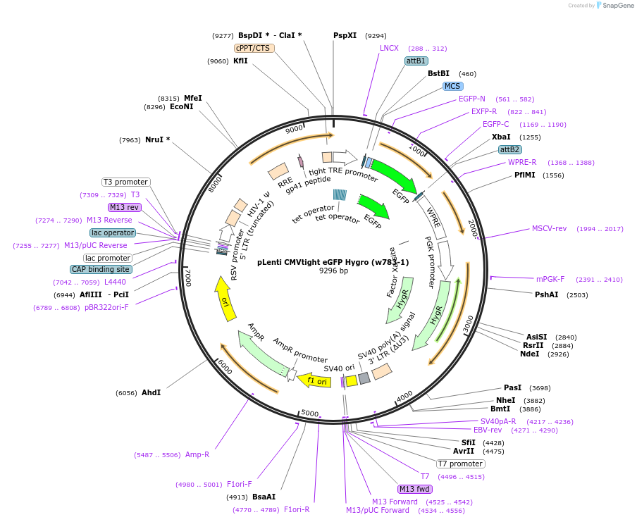 26585-plasmid-map-sequence-id-499878