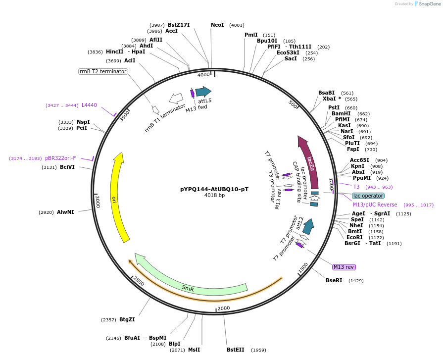 250924-plasmid-map-sequence-id-499919