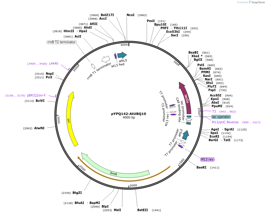 250923-plasmid-map-sequence-id-499921