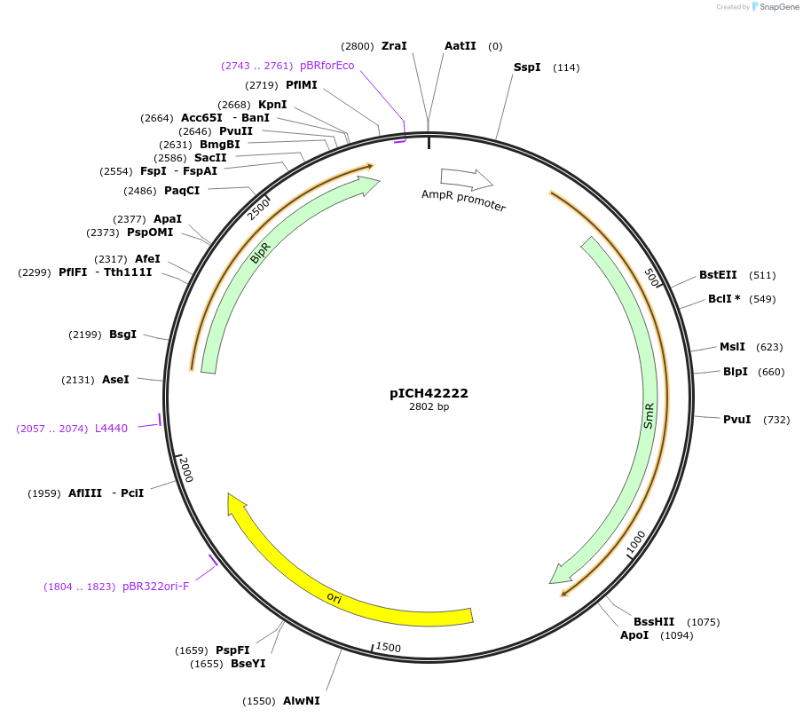 50328-plasmid-map-sequence-id-499922