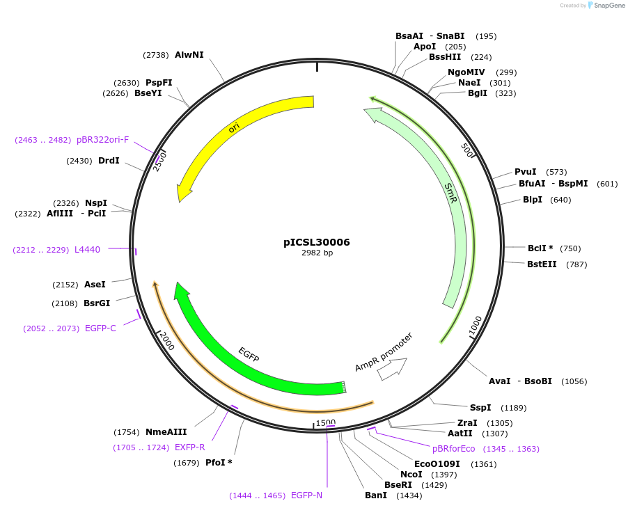 50303-plasmid-map-sequence-id-499936
