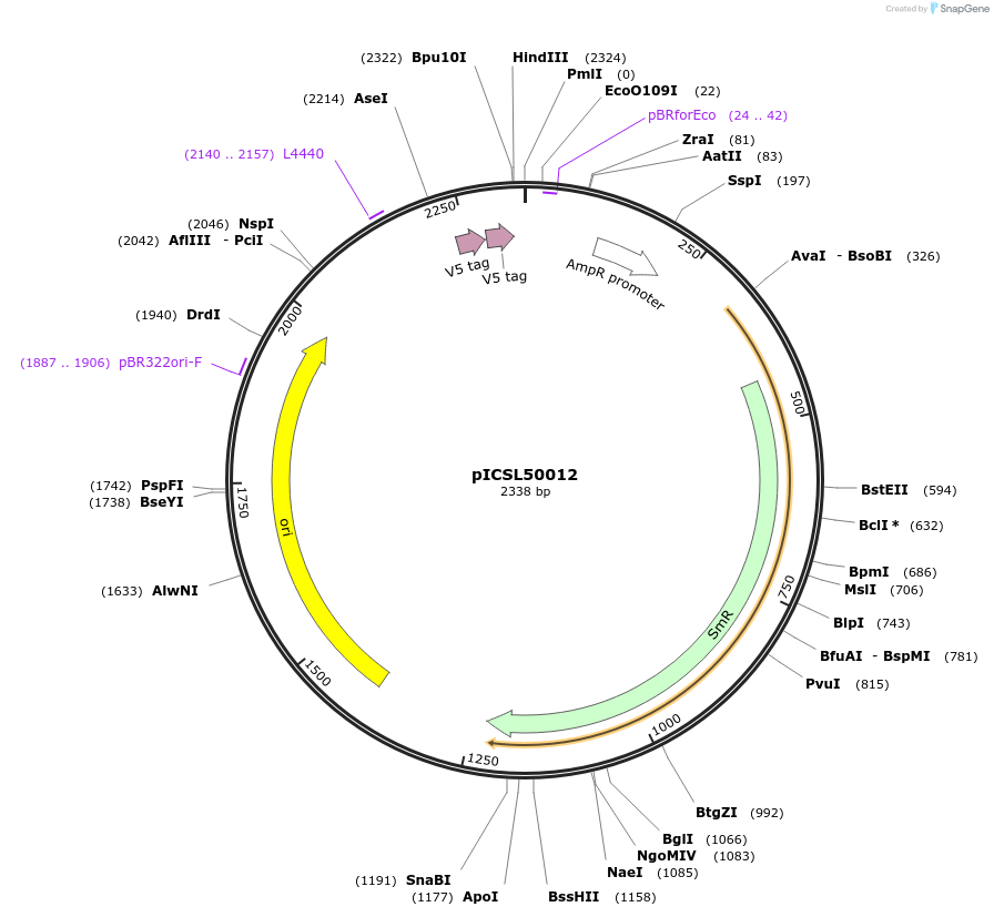 50311-plasmid-map-sequence-id-499937