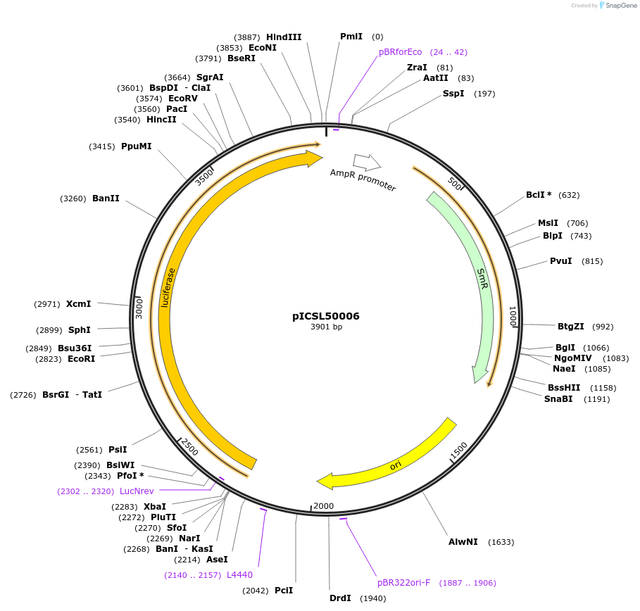 50319-plasmid-map-sequence-id-499938