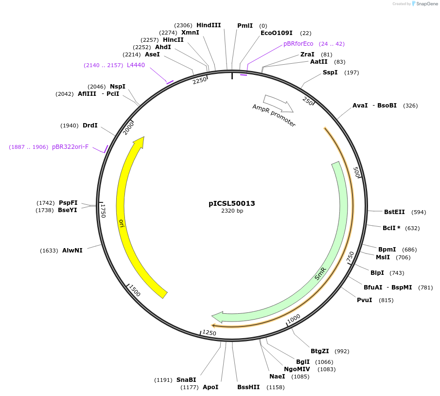 50312-plasmid-map-sequence-id-499940