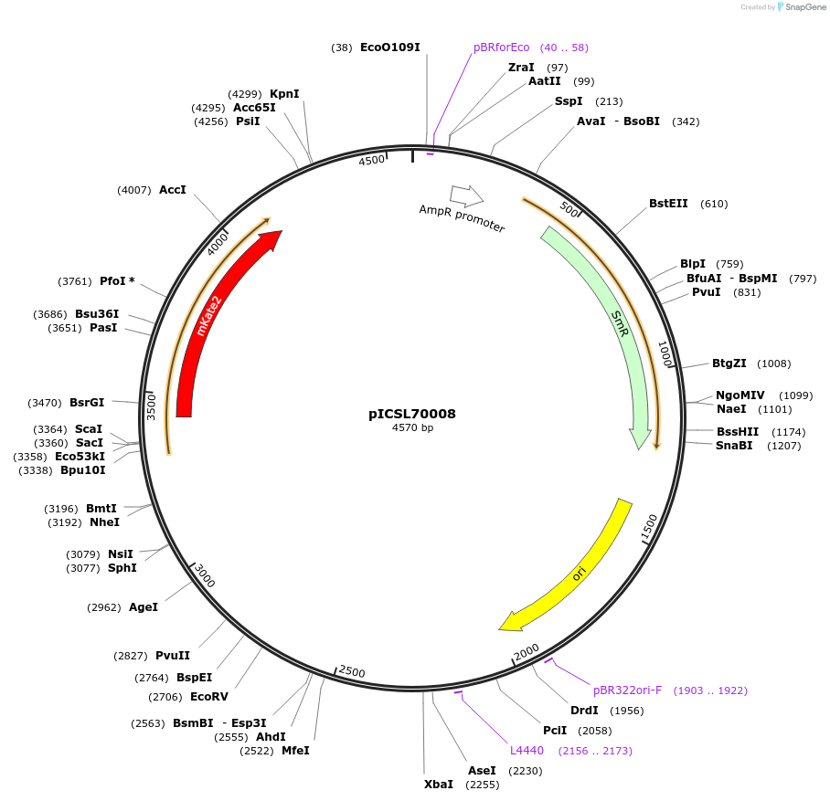 50336-plasmid-map-sequence-id-499941