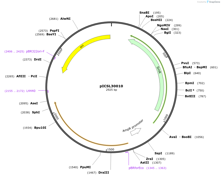 50305-plasmid-map-sequence-id-499942