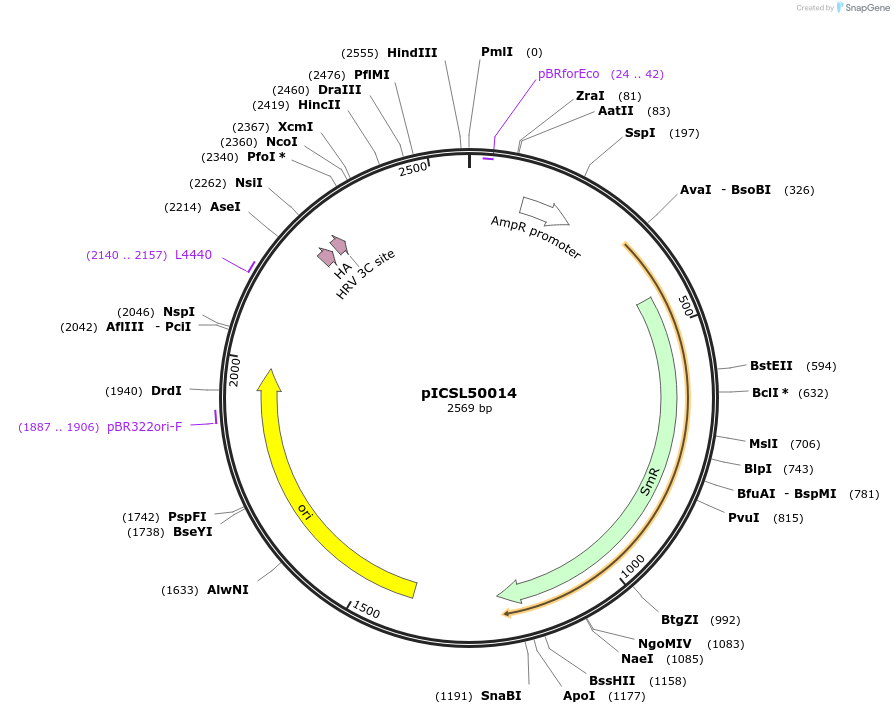 50313-plasmid-map-sequence-id-499949