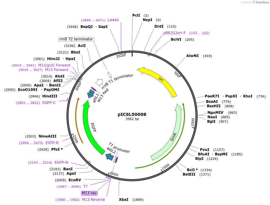 50314-plasmid-map-sequence-id-499950