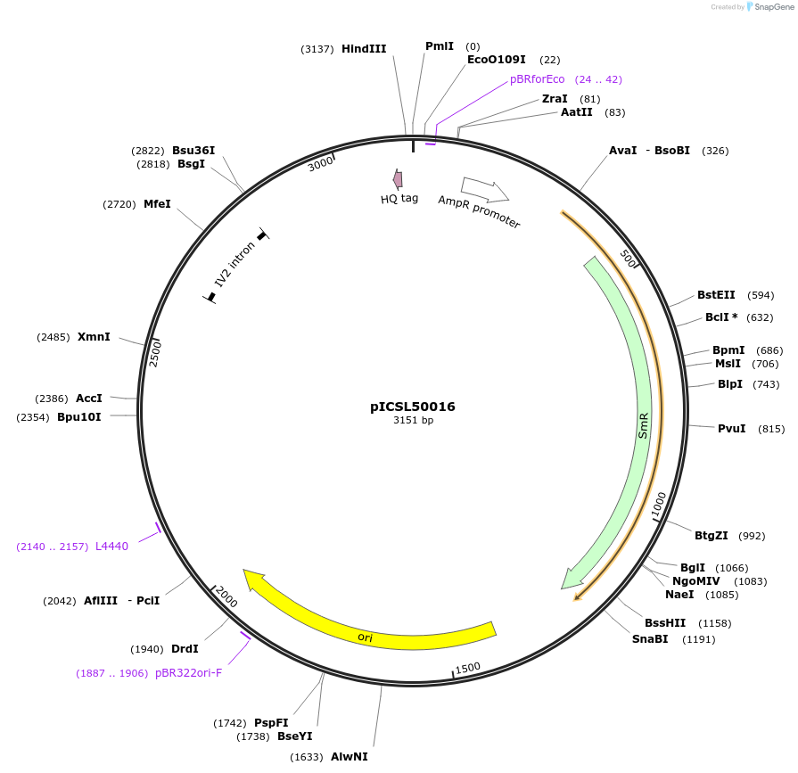 50315-plasmid-map-sequence-id-499952