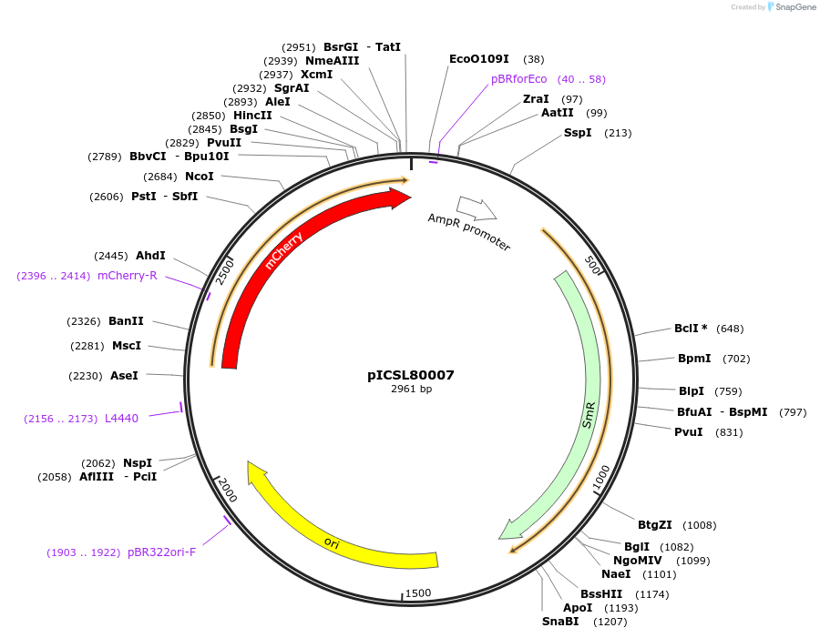 50323-plasmid-map-sequence-id-499953