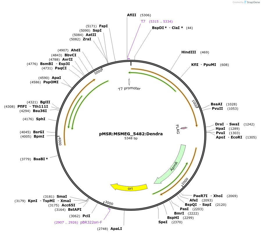 167437-plasmid-map-sequence-id-499956