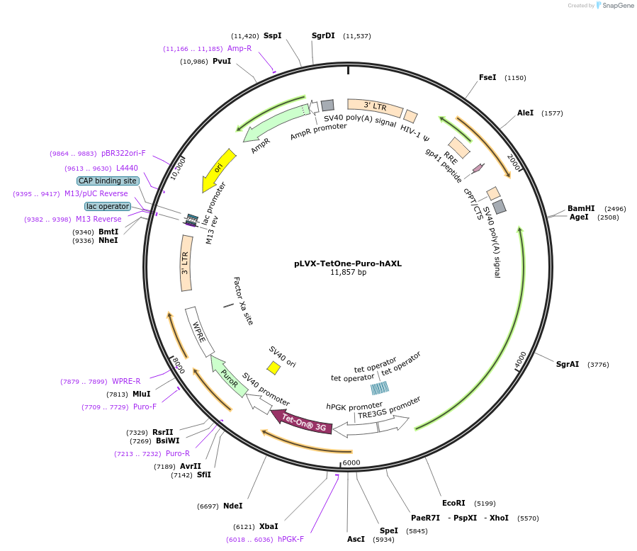 124797-plasmid-map-sequence-id-499974