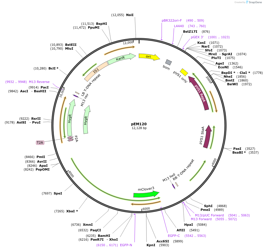 250588-plasmid-map-sequence-id-500041