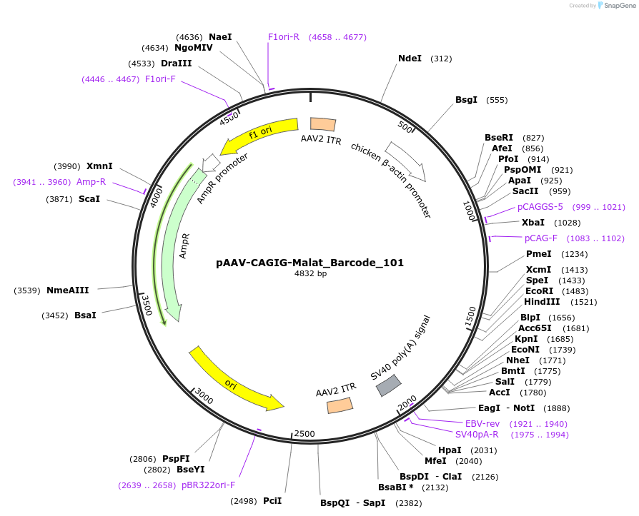 250804-plasmid-map-sequence-id-500042