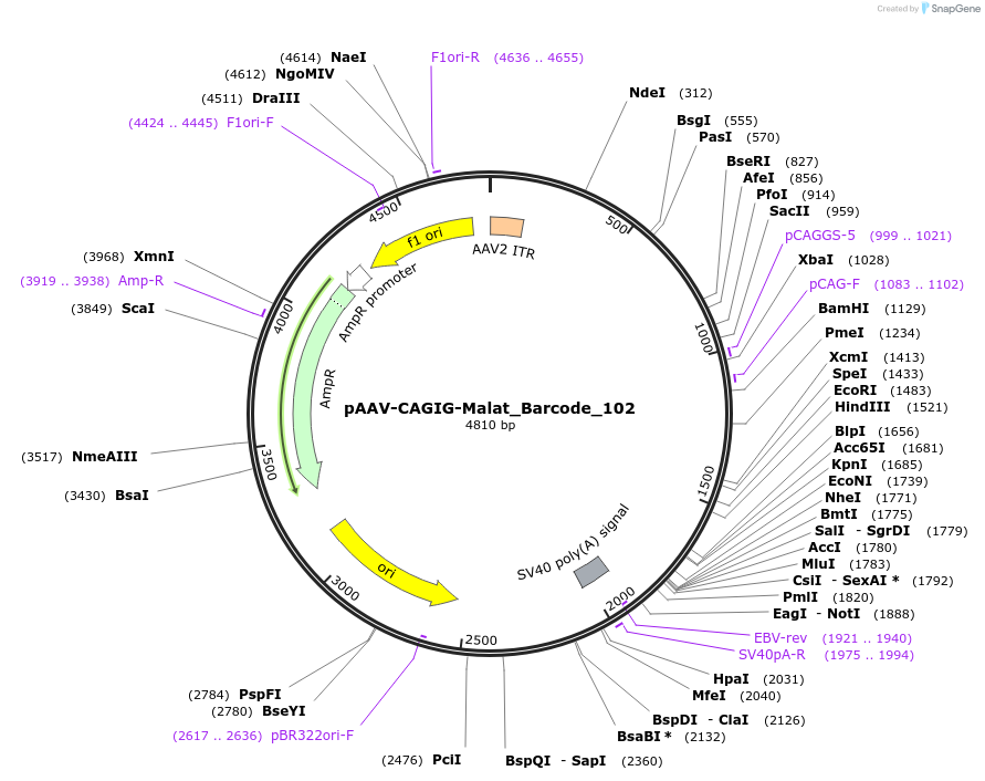 250805-plasmid-map-sequence-id-500043
