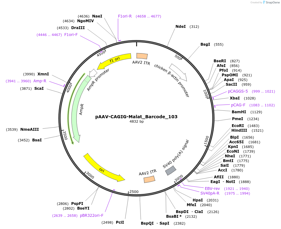 250806-plasmid-map-sequence-id-500044
